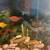 Aquarium 3 thumbnail