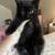 4 Kittens 2 thumbnail