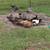 Ducks 1 thumbnail