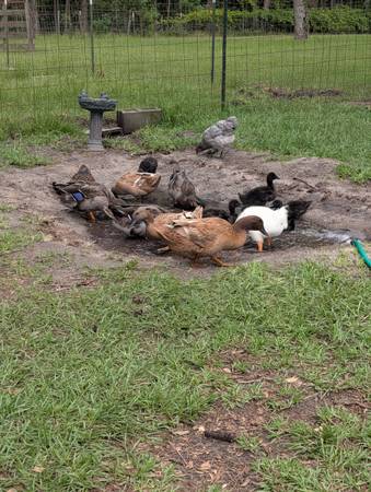 Ducks 1