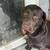 2 labs 1 thumbnail