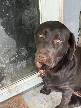 2 labs 1
