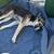 Free lost dog 1 thumbnail