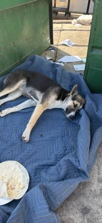 Free lost dog 1