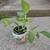 Indoor plant 1 thumbnail