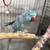 Birds . 5 thumbnail