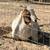 Boer goats Nubian goats for sale chivas de venta 5 thumbnail