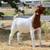 BOER GOAT ONLINE AUCTION - SATURDAY 3 thumbnail
