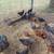 Barnyard Chickens 1 thumbnail