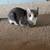 Cat need a home 1 thumbnail
