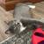 Friendly young female cat to good home - we can deliver 2 thumbnail