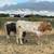 ⭐ TEXAS LONGHORN STEER ⭐ 3 thumbnail