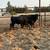Bulls 3 thumbnail