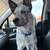 Rehoming 8 month blue heeler 1 thumbnail