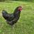 Rooster 3 thumbnail