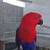 Breeder Eclectus female 1 thumbnail