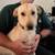 Goofy lab needs home 5 thumbnail