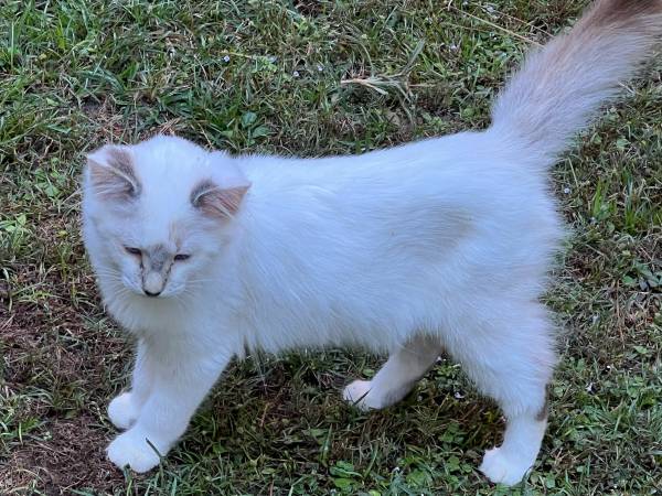 Kittens-Rehoming Ragdoll 1