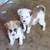 Hi i have 3 Chihuahua mix puppies 1 thumbnail