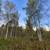 Beautiful 8.6 acres with electric and gravel pad 4 thumbnail