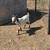Nigerian goats 1 thumbnail