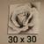 STRIKING LARGE ROSE BLOSSOM CANVAS (30x30) 1 thumbnail