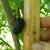 BLACK & WHITE MULBERRY TREES 4 thumbnail