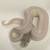 Hatchling super mojave blue eyes ball python 2 thumbnail
