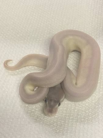 Hatchling super mojave blue eyes ball python (Brooklyn)63699031391491121