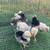 Polish Chicks 3 thumbnail