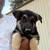 German shepherd 1 thumbnail