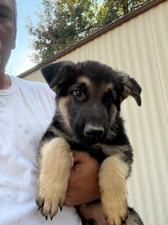 German shepherd 1