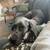 Female blue Great Dane 2 thumbnail
