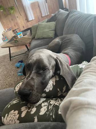 Female blue Great Dane (Escondido)63819964883841121