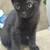 Black beutiful kittie 2 thumbnail