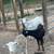 Goats lambs sheeps 4 thumbnail