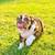 Beautiful English Bulldog puppy rehoming 1 thumbnail