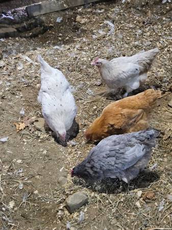 ISO Pullets 1