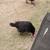 Laying hens 5 thumbnail