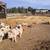 Pasture raised feeder pigs 2 thumbnail