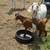 Boer & Boer cross goats 6 thumbnail