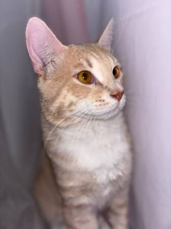 Orange Cat63677732180353120