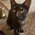 3 Awesome Bonded Foster Cats need a special home 13 thumbnail