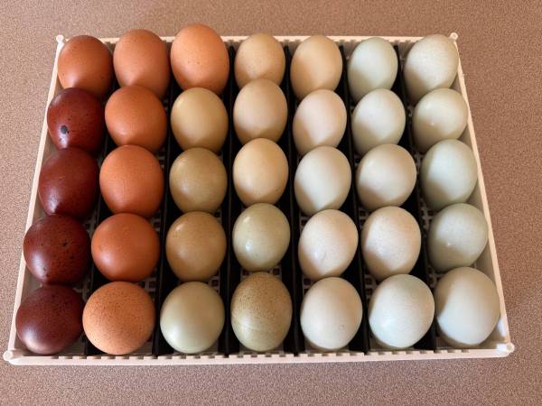 Easter Egger Chicks 1