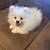 White pom 1 thumbnail