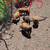 Kune kune piglets 1 thumbnail