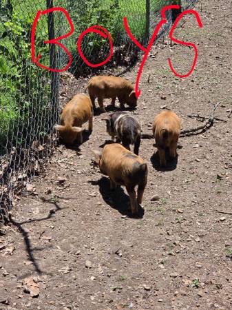 Kune kune piglets 1