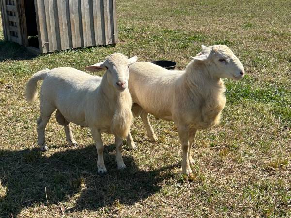 Registered Katahdin Rams 1