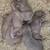 Pitbull xl rednose fawn puppies 18 thumbnail