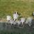 2 Intertek 5 light chrome chandelier light fixtures 5 thumbnail